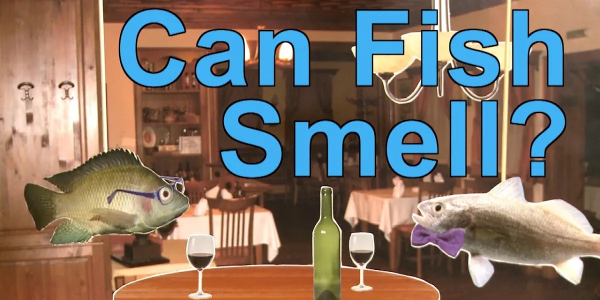 Can a Fish Smell