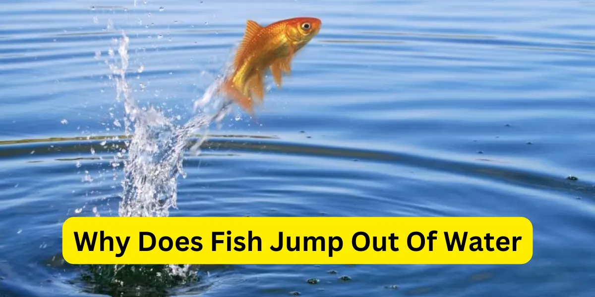 Why Does Fish Jump Out Of Water